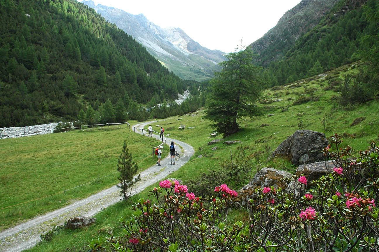 val zebru
